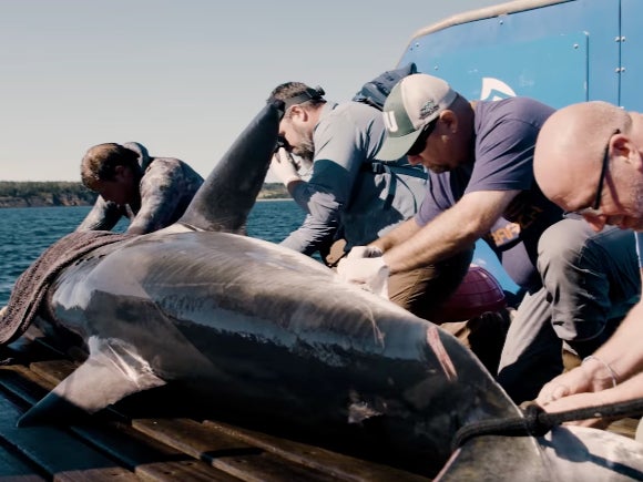 Ocearch works on Maple, a 1,264 pound white shark