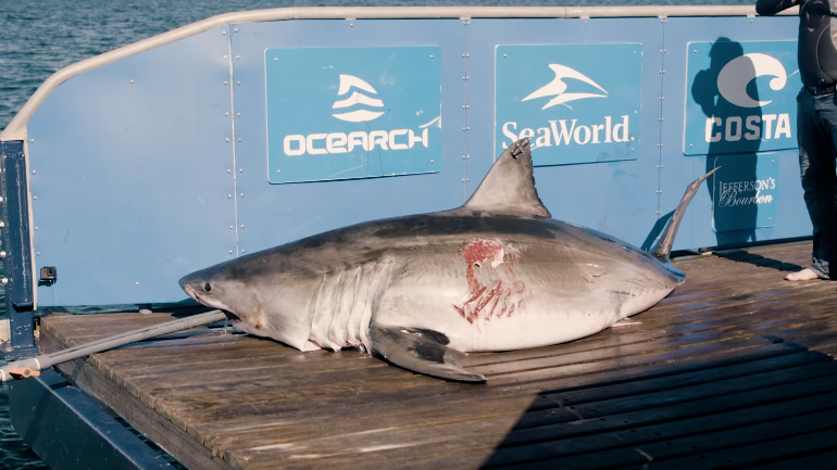 Maple on OCEARCH’s barge