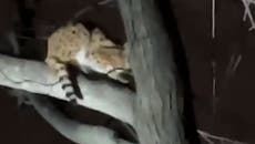 Cocaine cat: Wild serval ‘on drugs’ rescued in Ohio