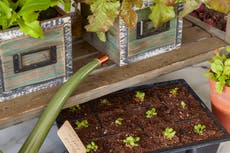 Are you a green-fingered fanatic? Research reveals Brits have a new-found love for getting in the garden