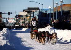 Heat takes toll as Iditarod mushers trek across Alaska