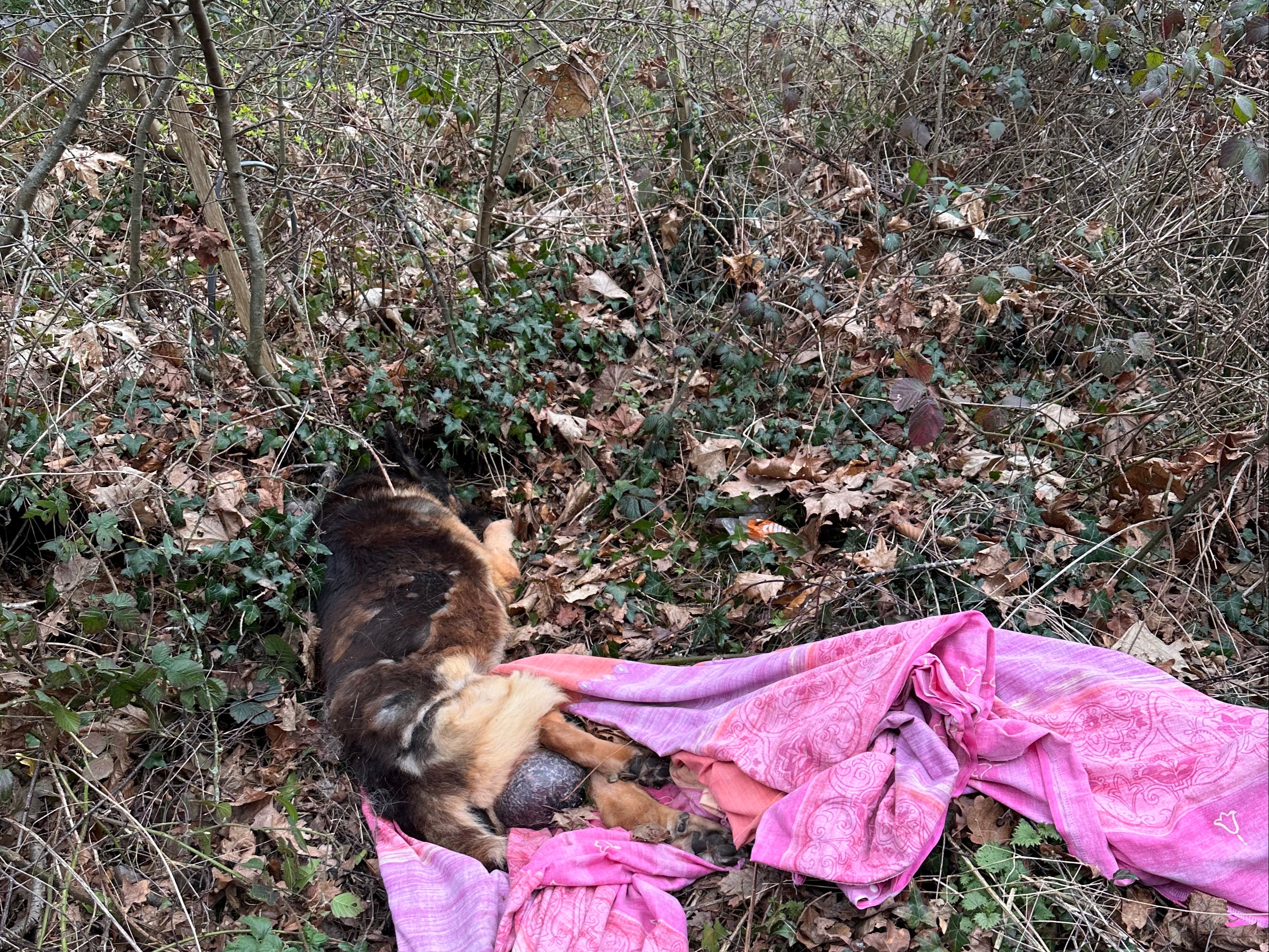 The German Shepherd is thought to have been abandoned on Sunday morning