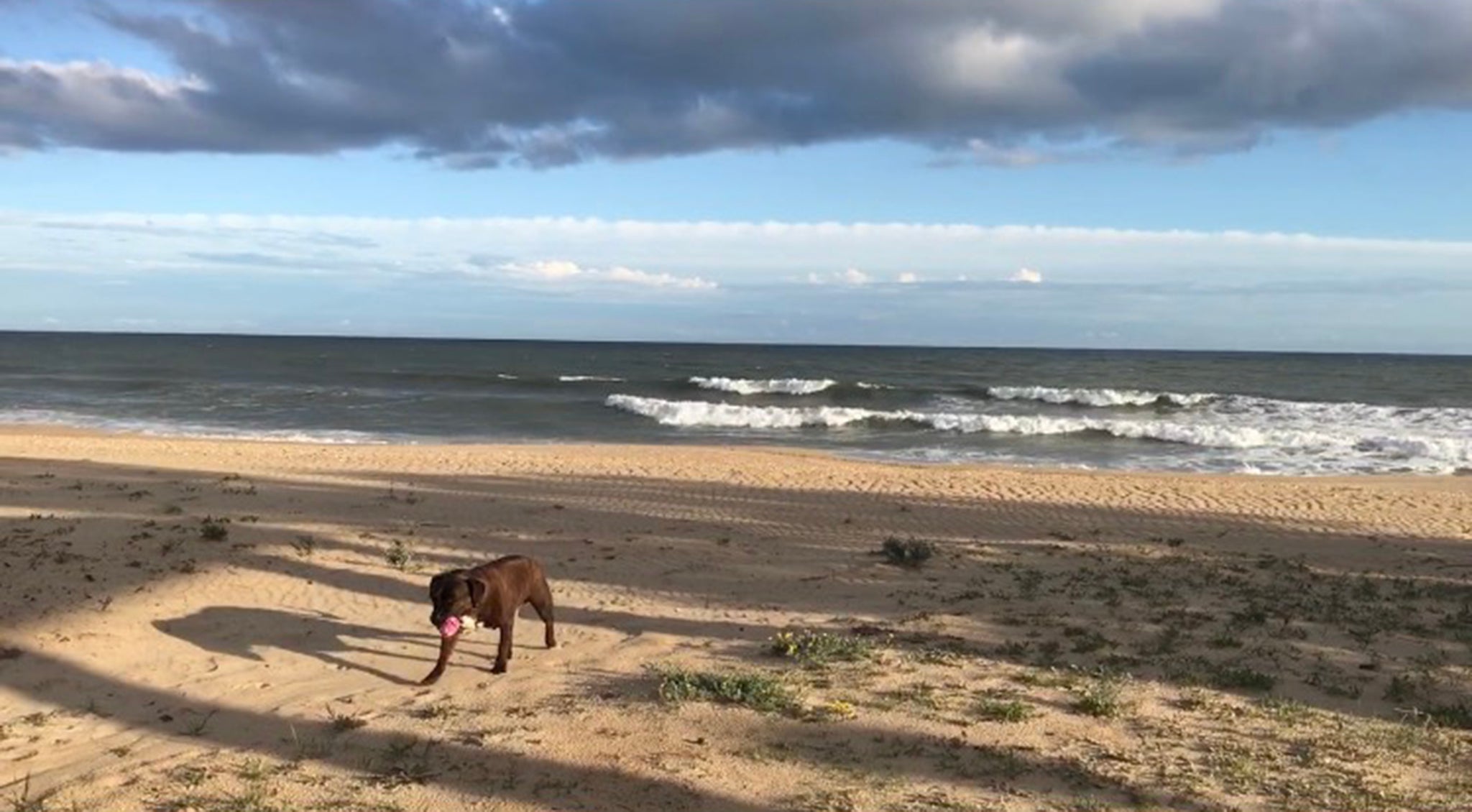 Ikaro takes a leisurely stroll on the beach