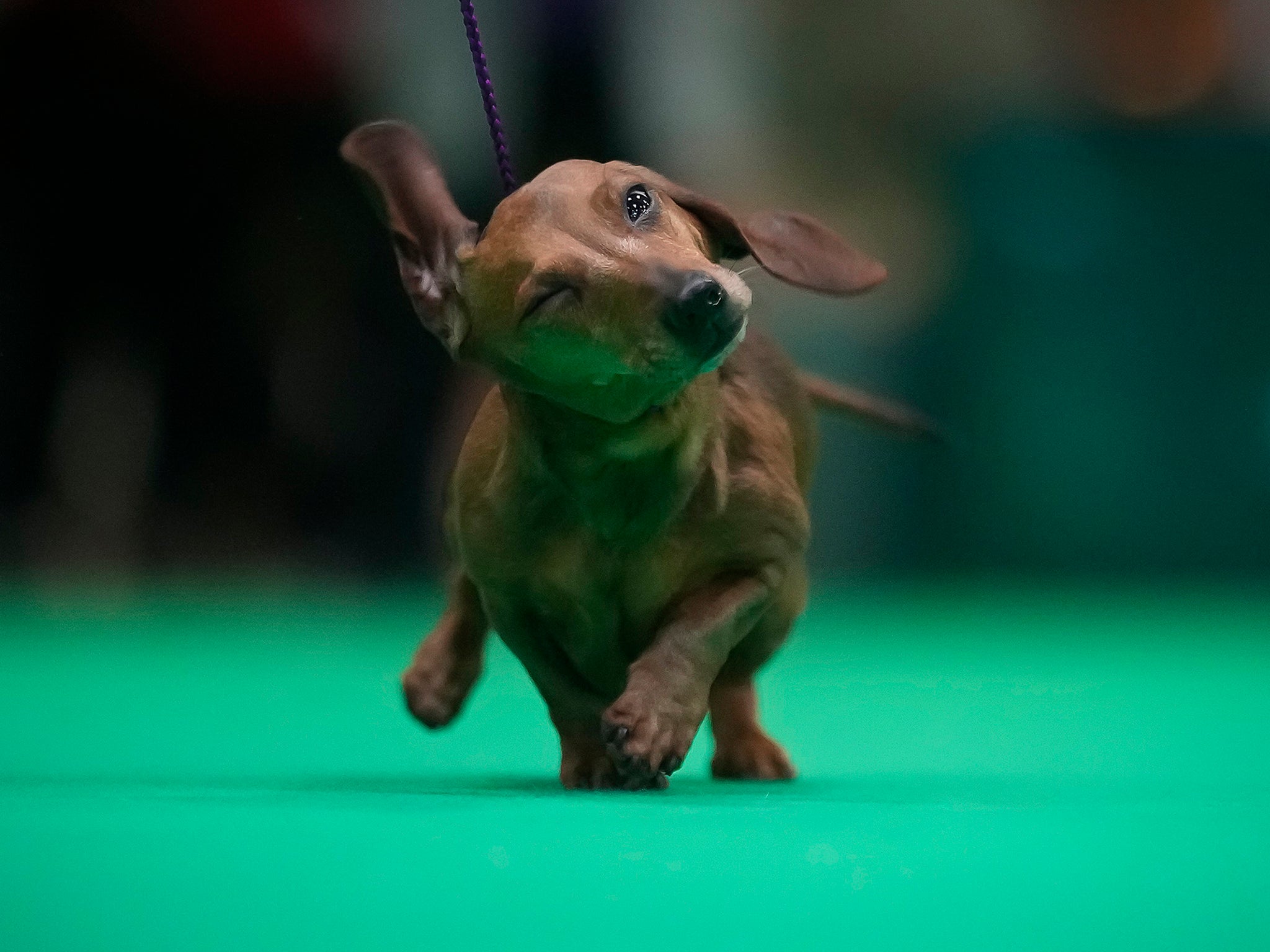 ‘Handbag dogs’ like the miniature dachshund are declining in popularity