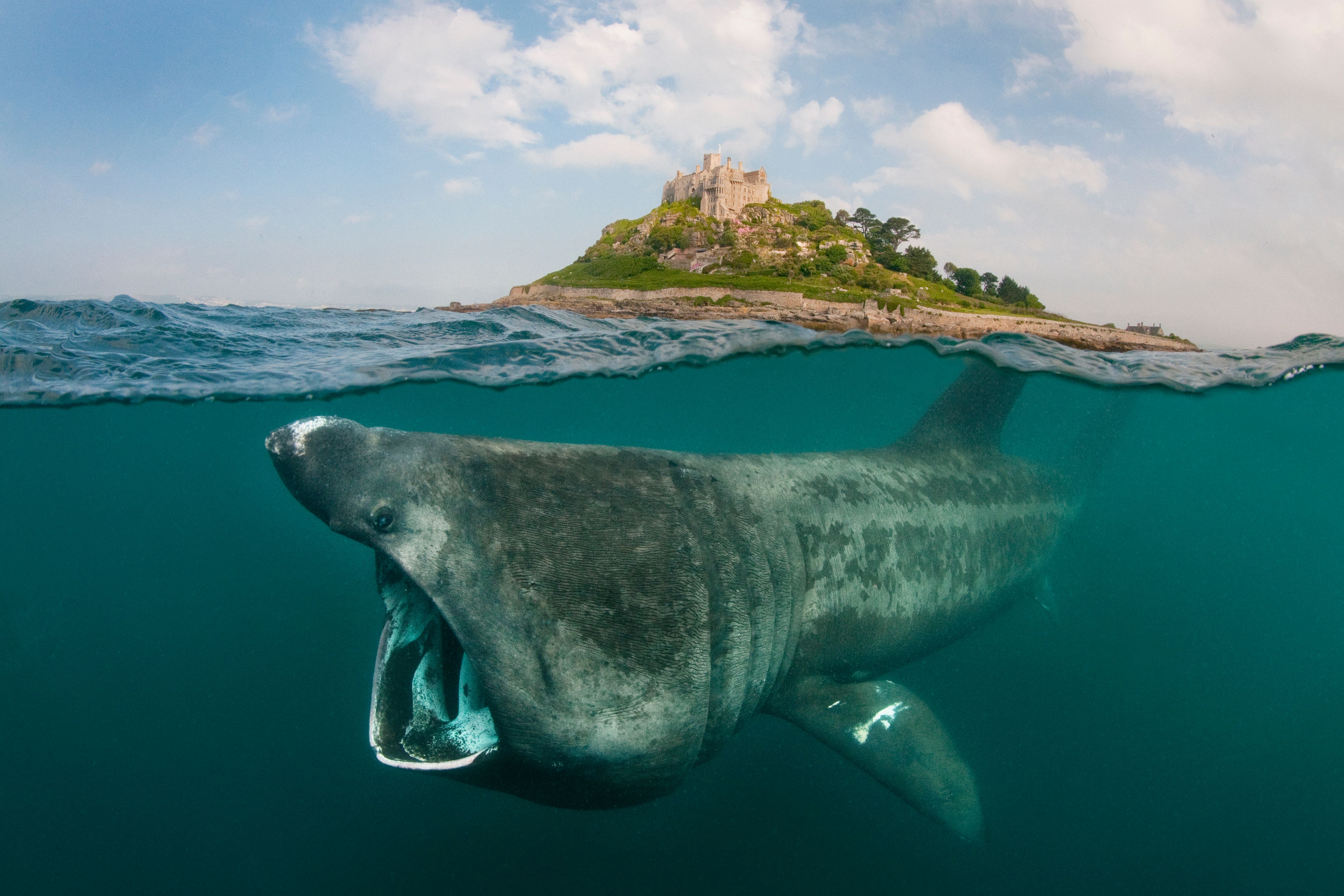 A basking shark feeding on plankton around St Michael’s Mount, Cornwall (handout/WWF/PA)