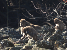 Stone fragments made by some monkeys found to resemble ancient human ancestor tools, study finds