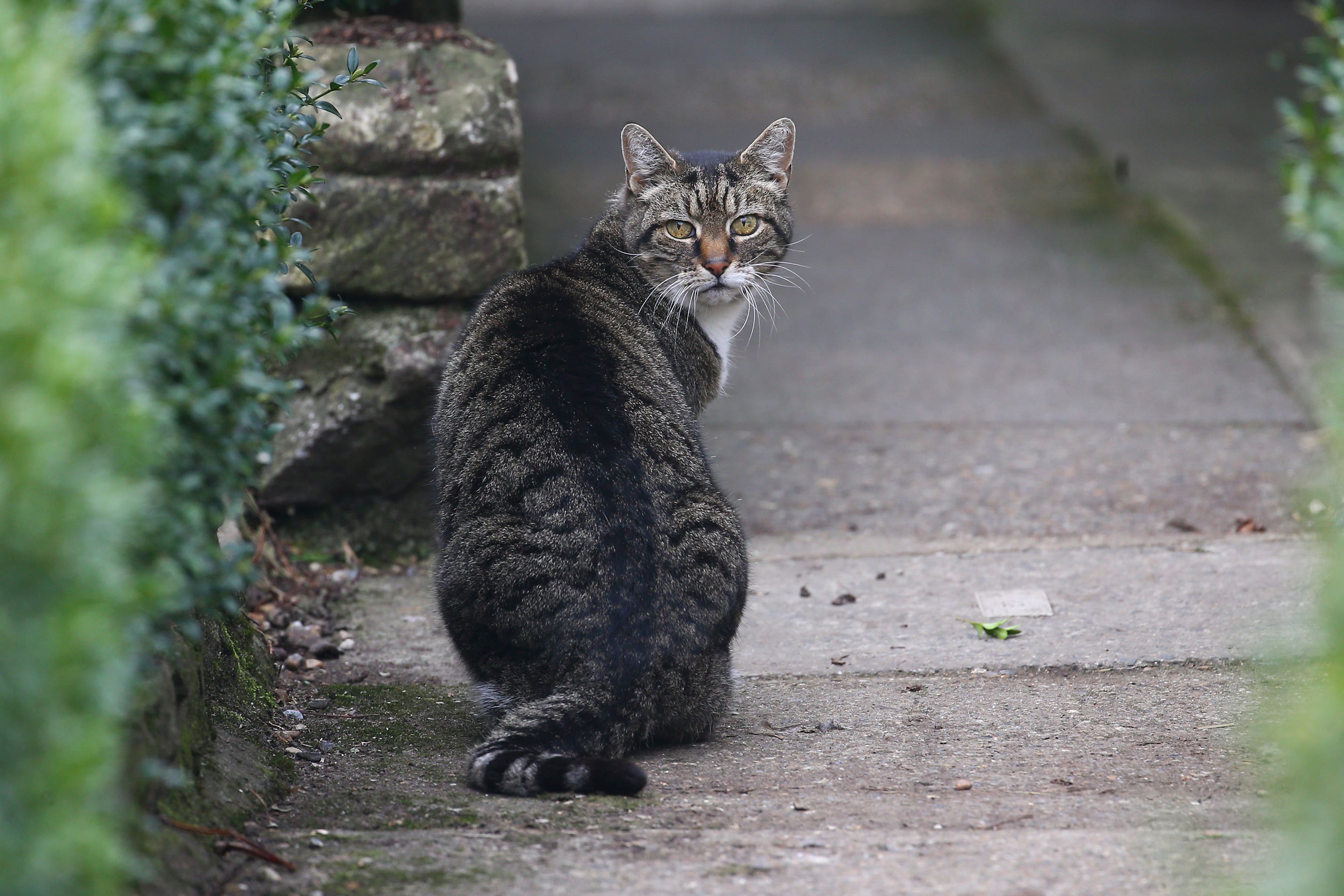 Cats must be implanted with a microchip before they reach the age of 20 weeks under the legislation (Gareth Fuller/PA)