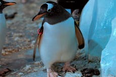 Penguins at London aquarium prepare for mating season with sweet exchange of pebbles