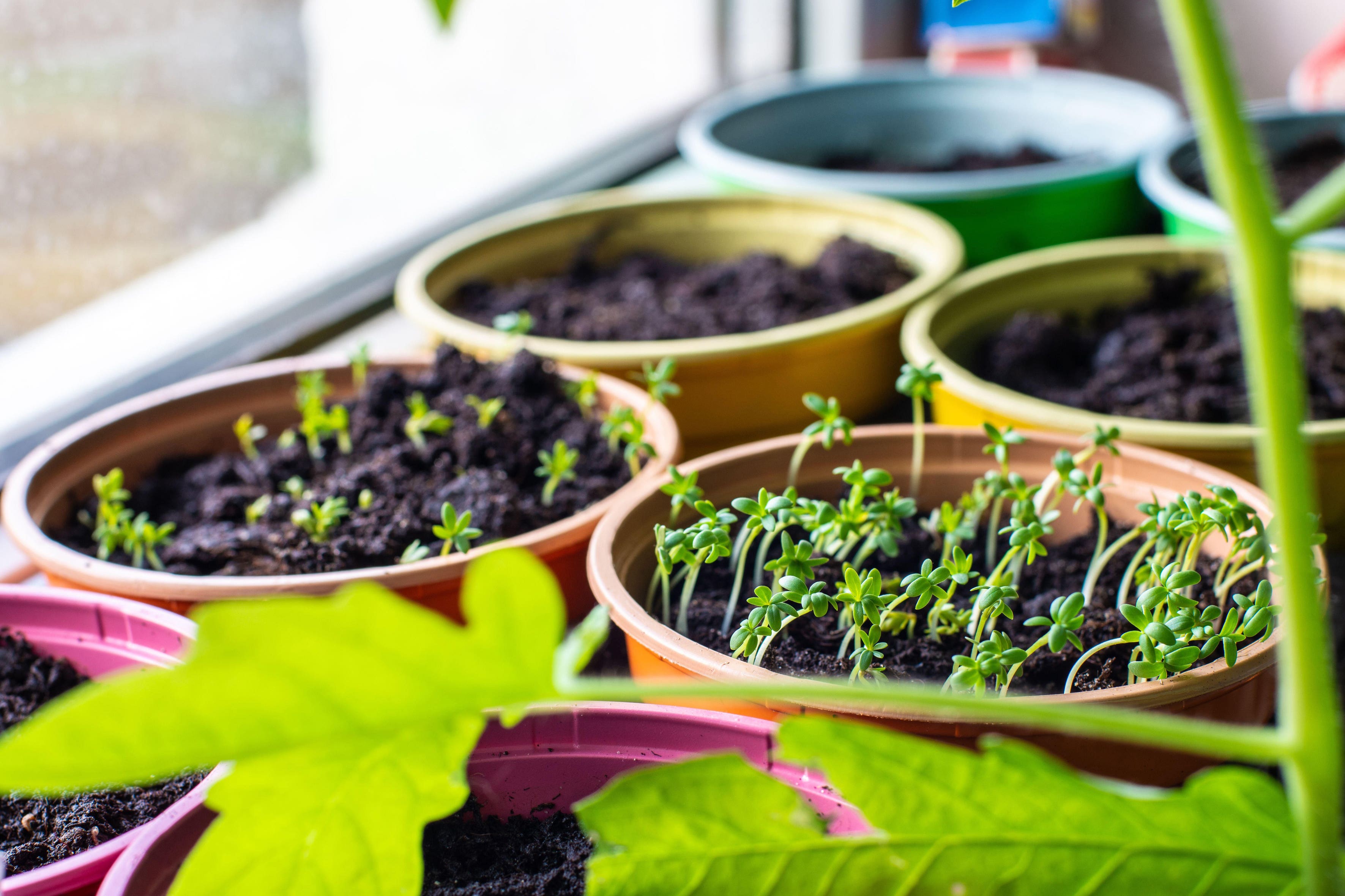 Take the guesswork out of gardening with a subscription box (Alamy/PA)