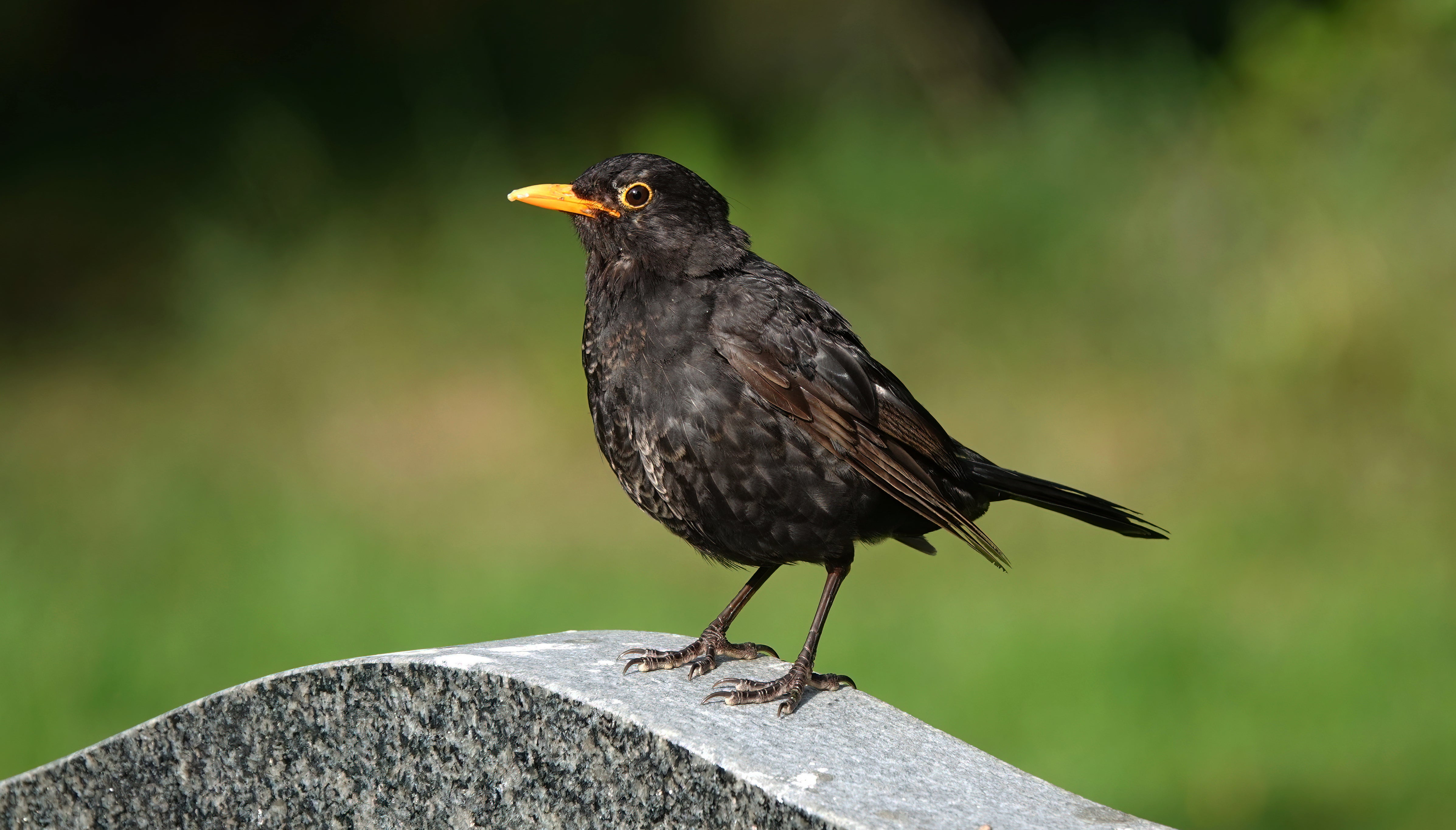 Blackbirds are particularly susceptible to the Usutu virus