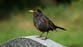 Blackbirds under new threat after mosquito-borne disease arrives in UK