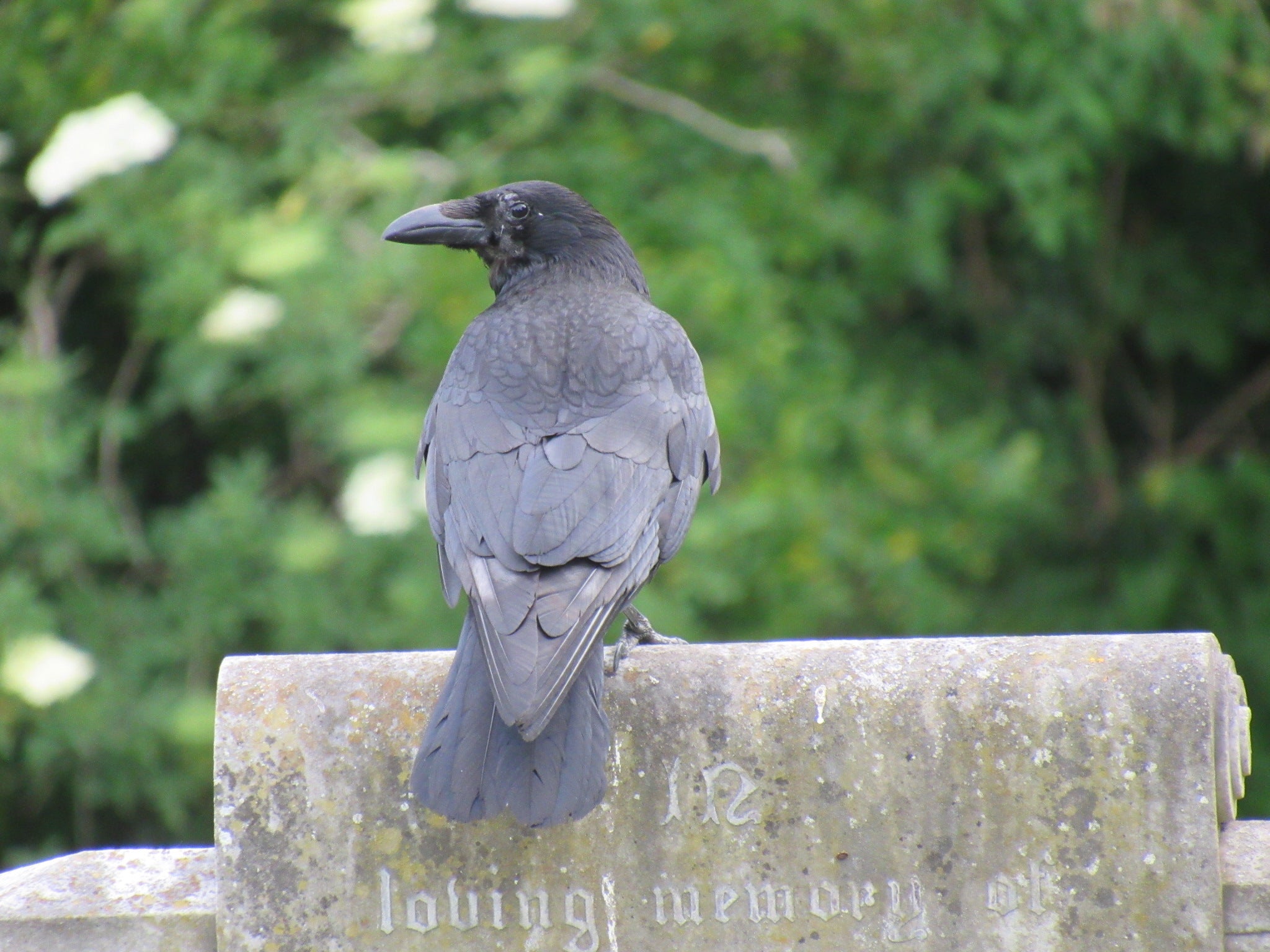 Church in Newcastle allows couple’s remains to be moved after their grave is covered in bird poo