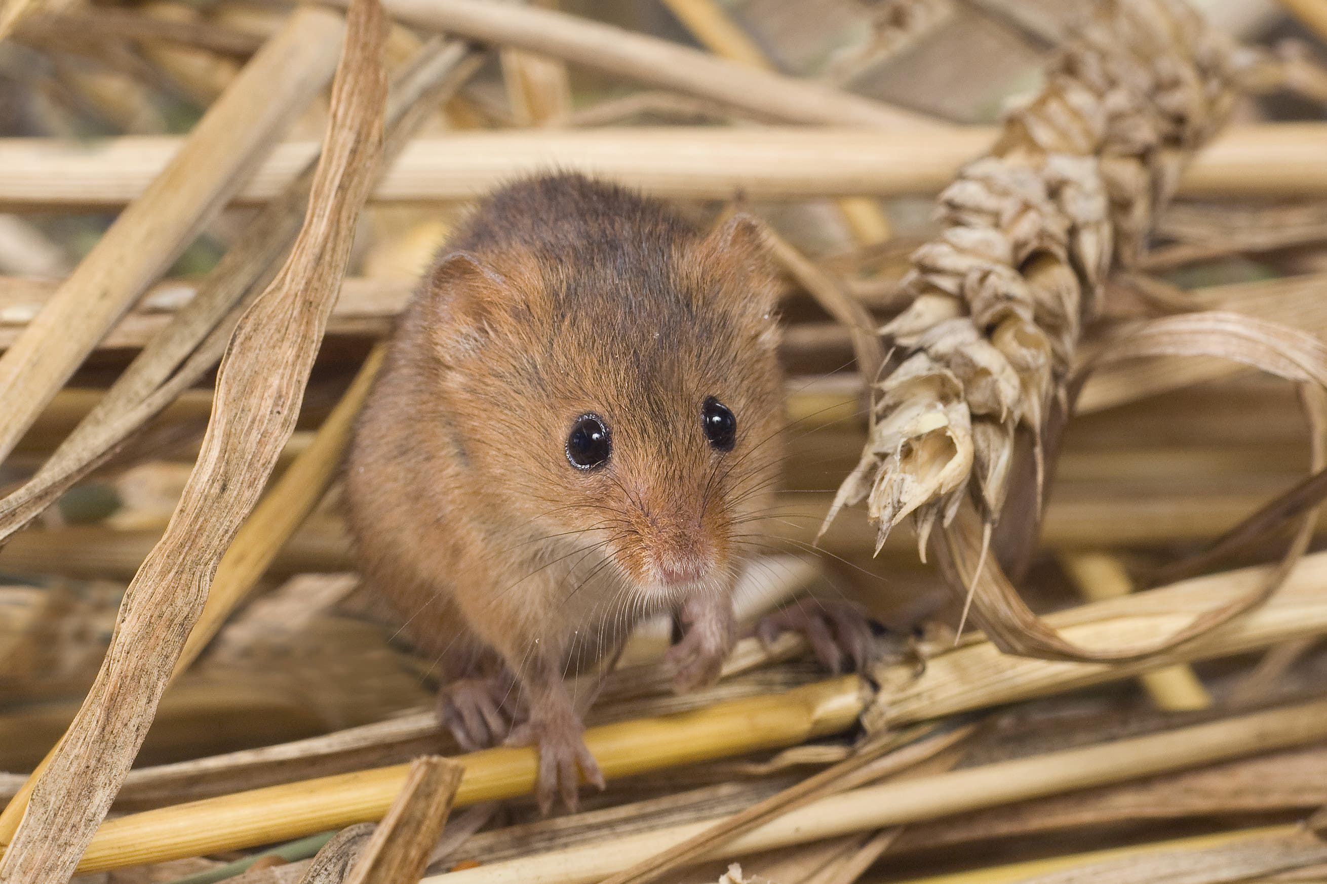 Wildlife is flourishing on farms in the Selborne Landscape Partnership, the report’s lead author said (D Middleton/South Downs National Park Authority/PA)