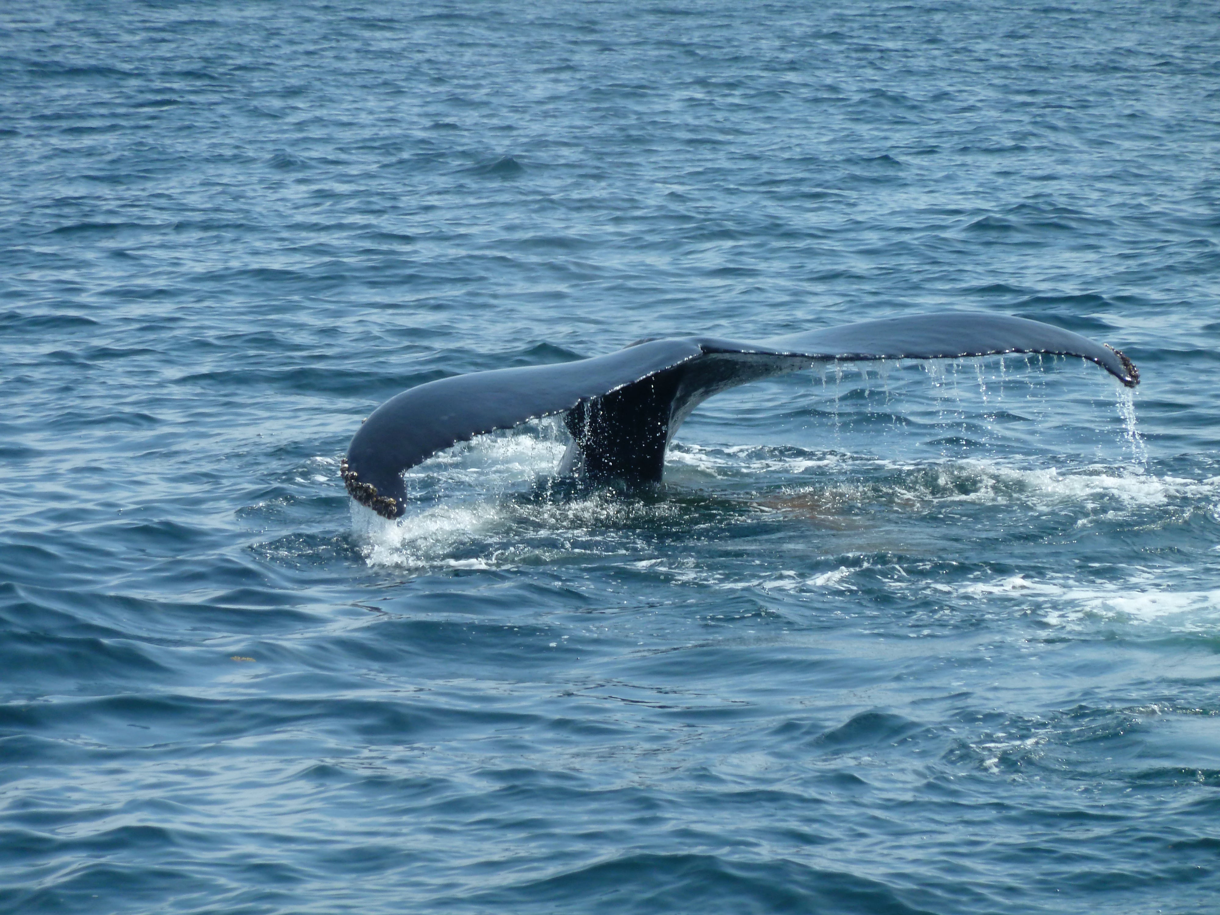 Cape Ann is ideal for whalewatching