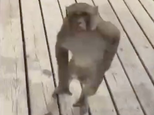 A monkey that reportedly attacked a woman, nearly ripping her ear off