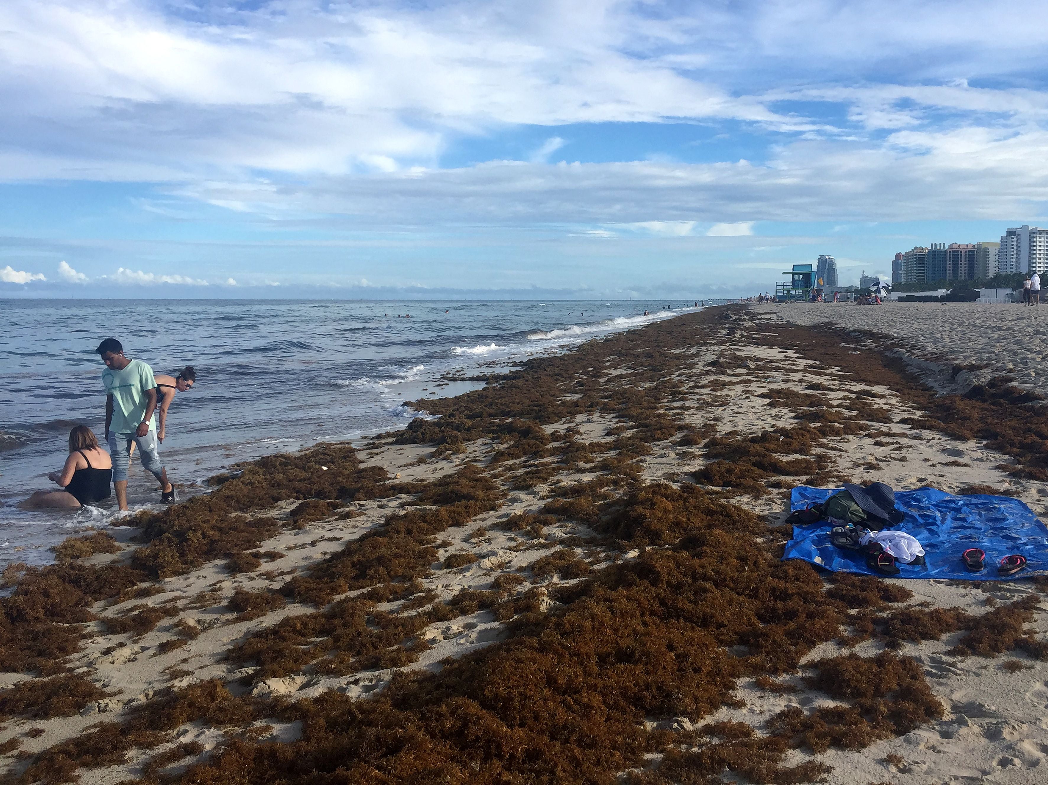 Sargassum seaweed covers the shore of Miami Beach, Florida, in 2019