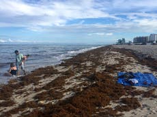 Massive blob of seaweed heading towards Florida beaches threatens putrid consequences