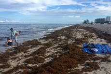Massive blob of seaweed heading towards Florida beaches threatens putrid consequences
