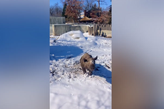 Black rhino frolics in ‘winter wonderland’ as snow hits Michigan zoo