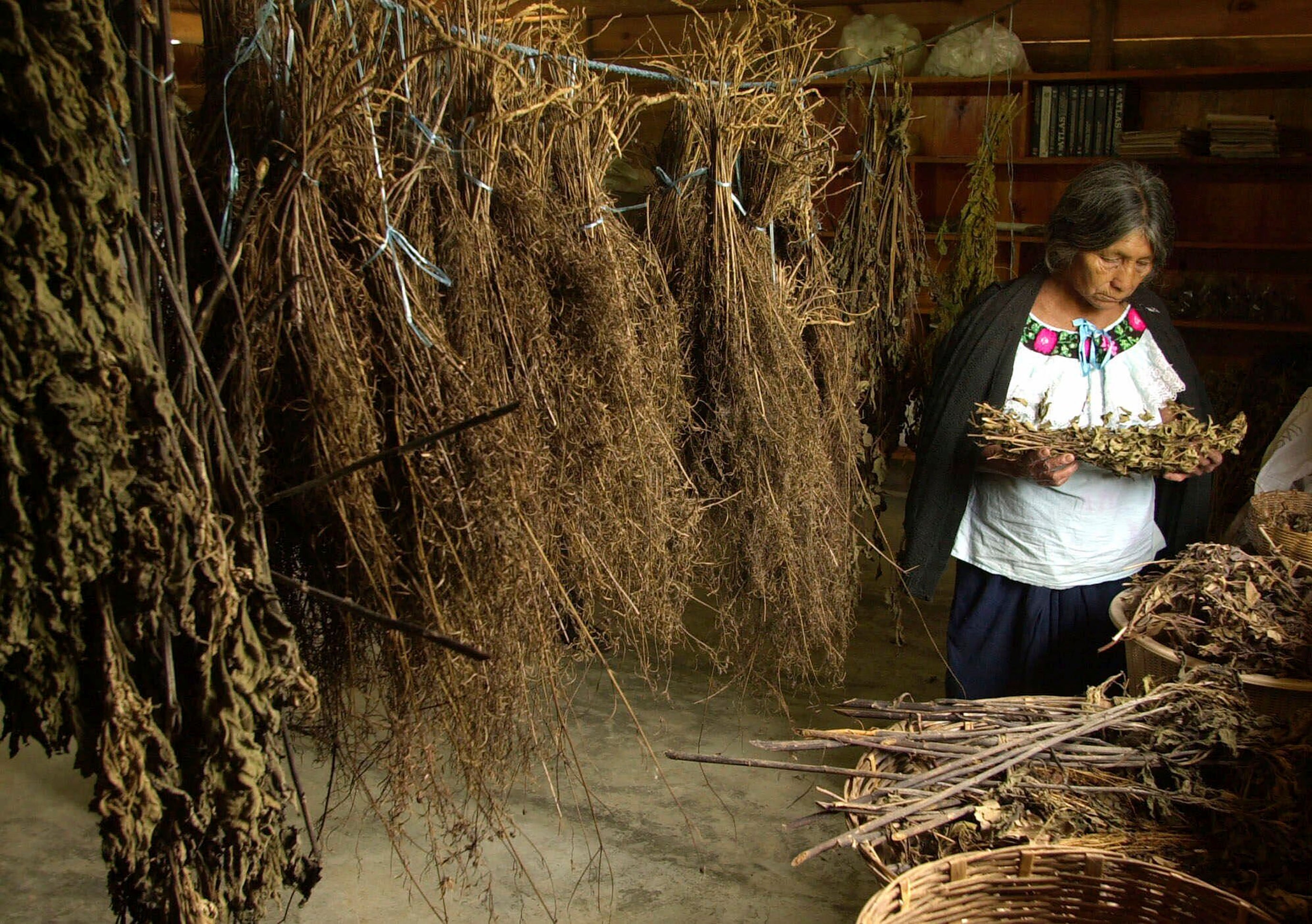 Mexico Traditional Medicine