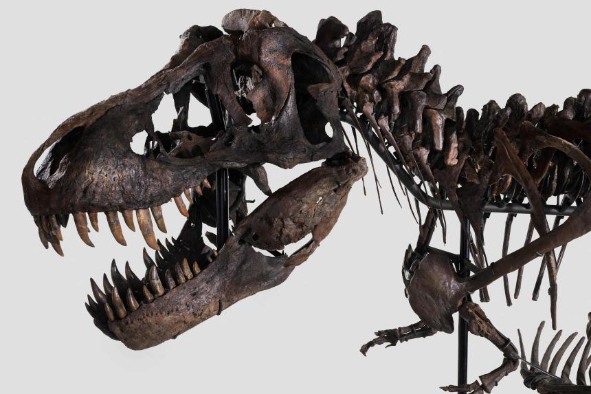 Sale of T-Rex skeleton could net more than £7m