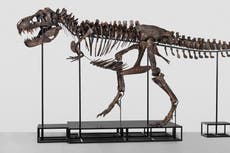 Scientists are angry over plans to sell Trinity the T-rex to a private owner