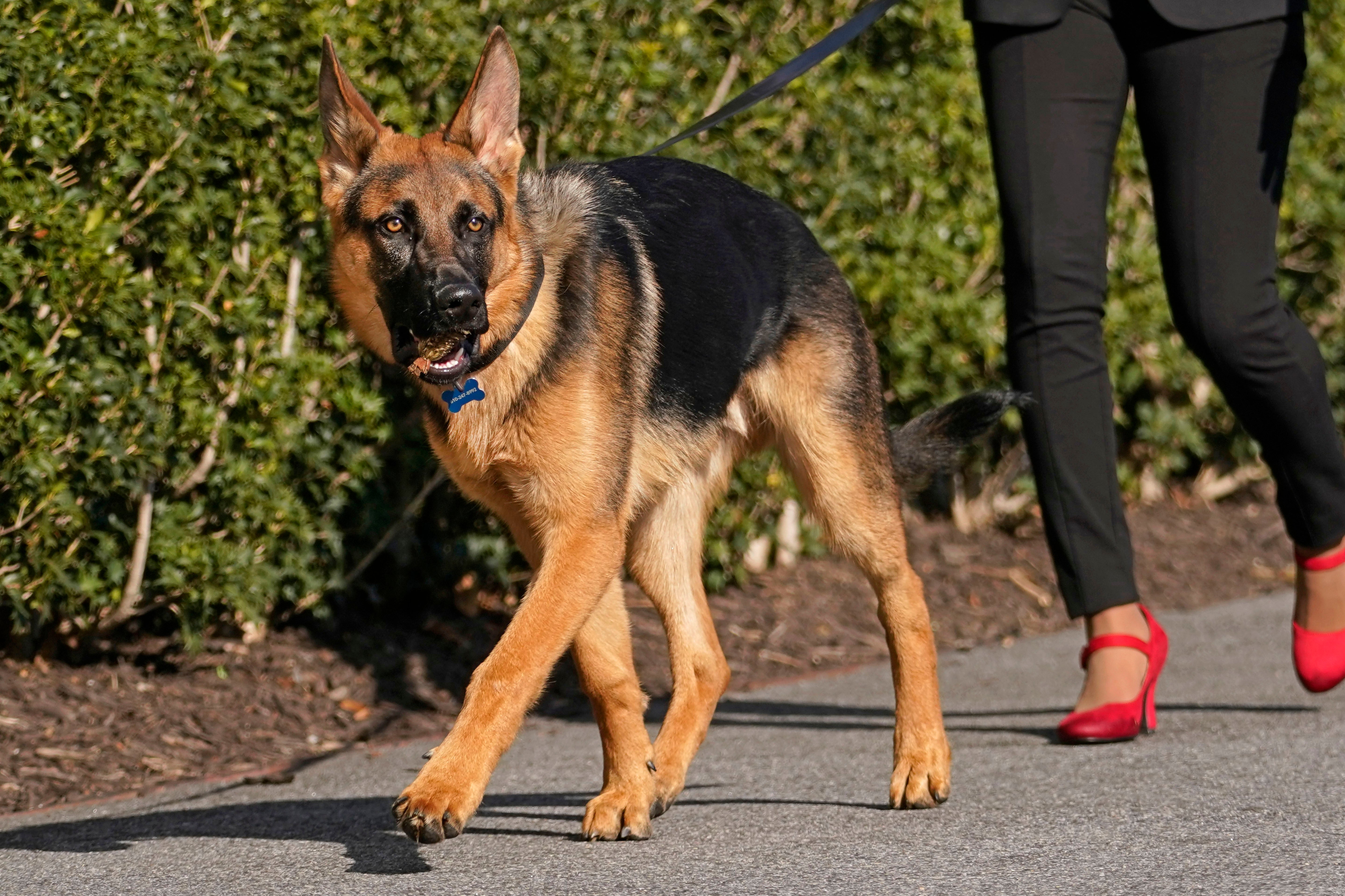 The Biden’s German shepherd Commander has biten 11 people since entering the White House