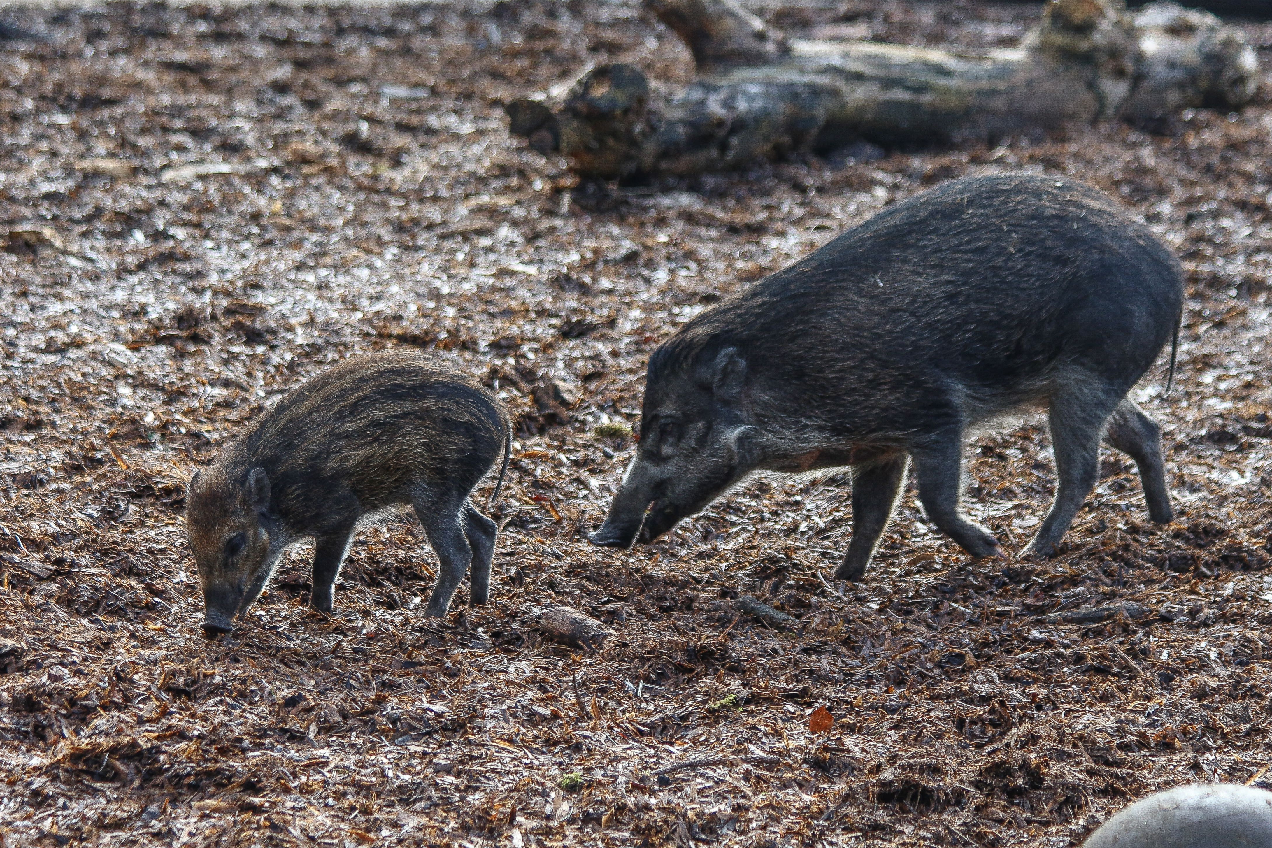 Tadeo with his mother Tess (Whipsnade Zoo/PA)