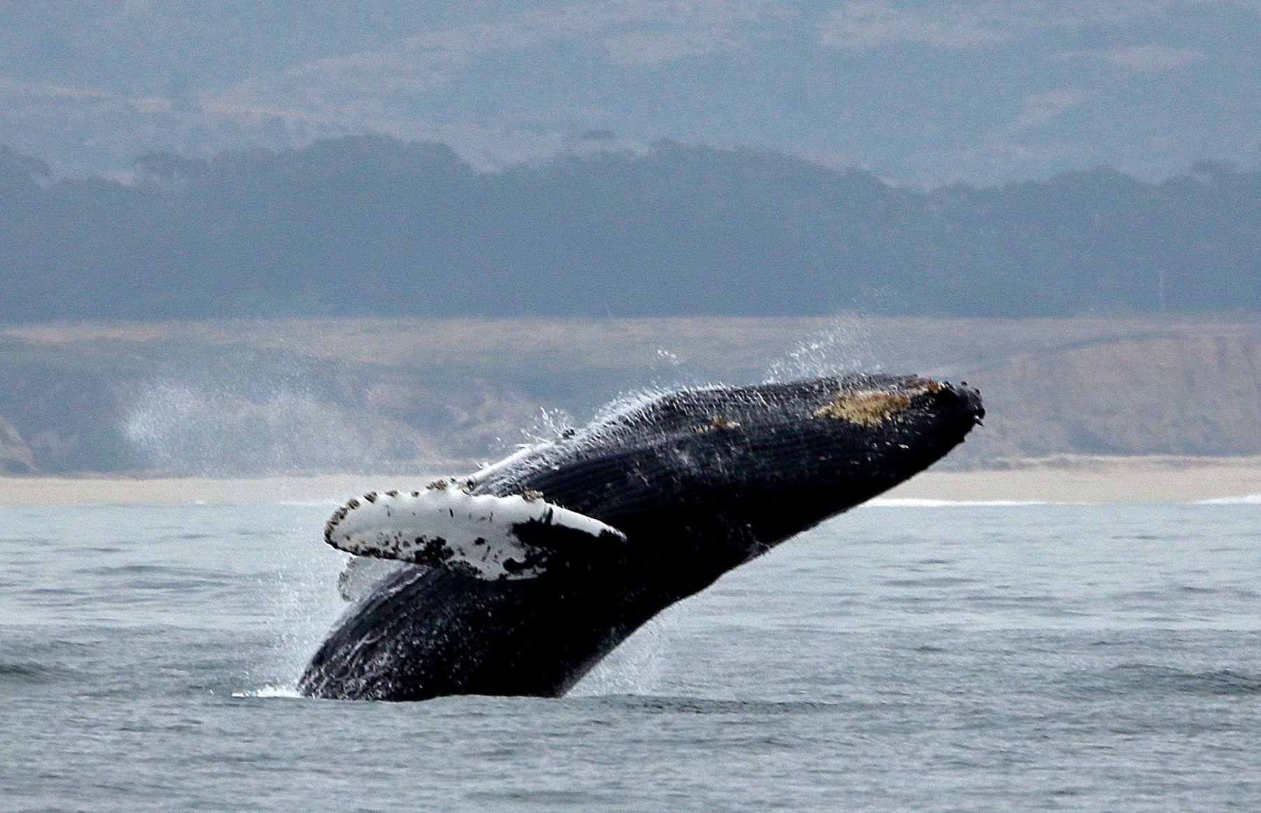 Humpback Whales Lawsuit