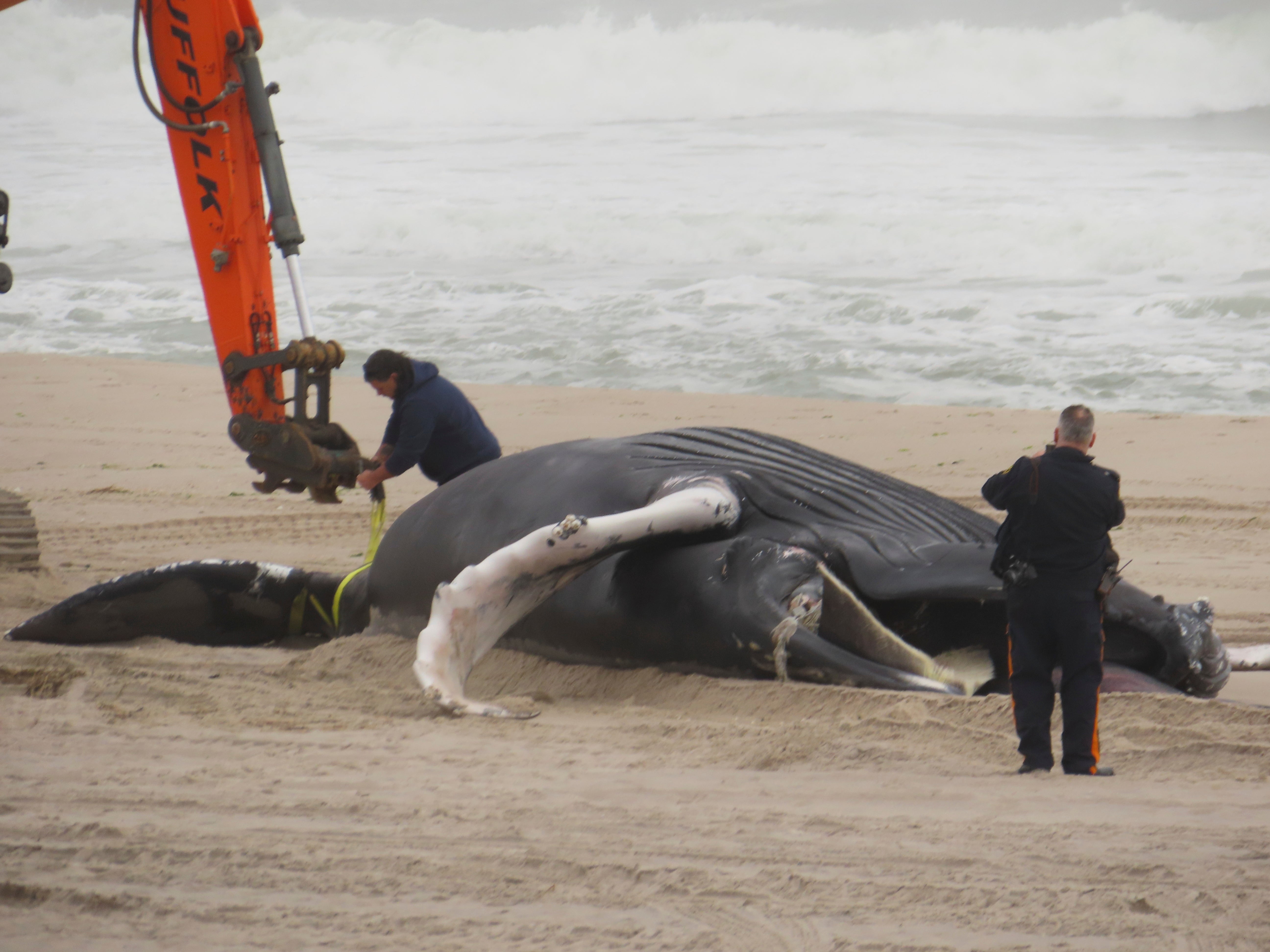 Offshore Wind Dead Whales