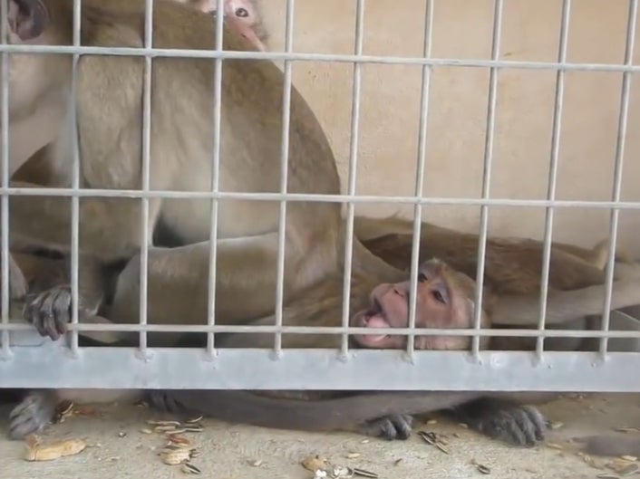 Monkeys waking up after sedation