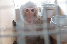 Row erupts over 1,000 lab-test monkeys that may be killed or returned ‘to be trafficked again’