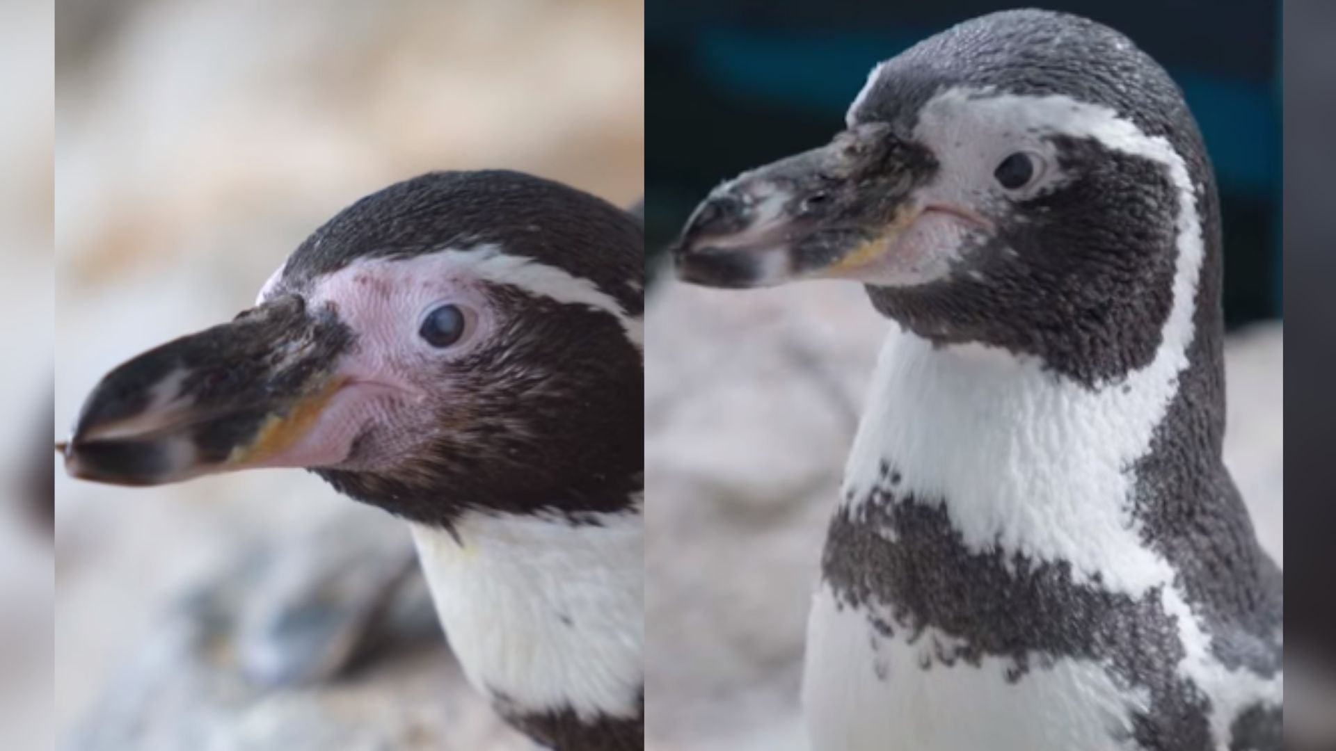 The doctors removed the cataracts and implanted custom lenses for the King penguins in ‘likely a first of its kind for the species’