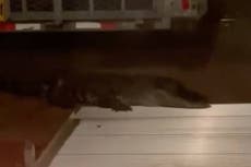 Man bit by alligator after hearing a bump at his door