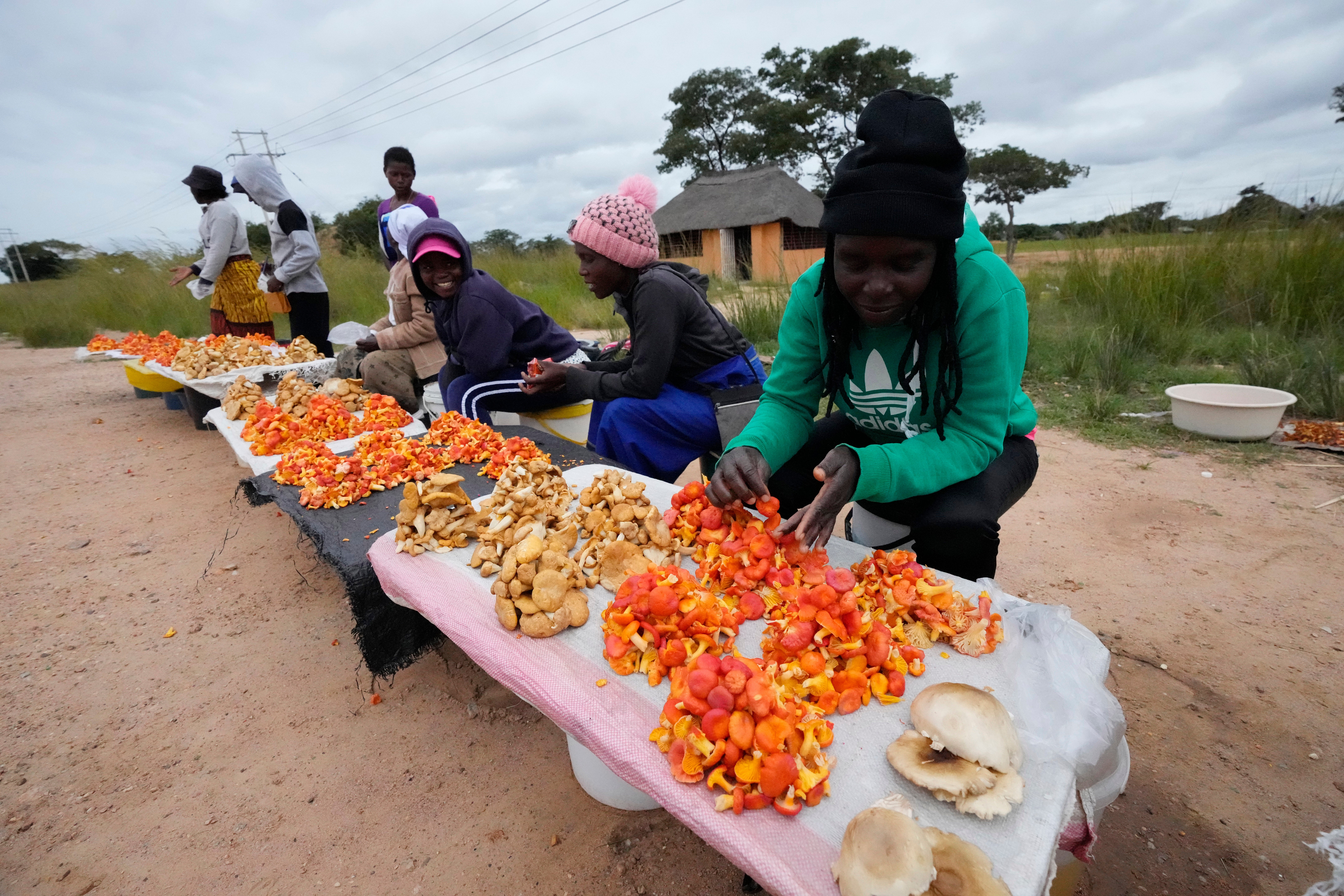 Zimbabwe Wild Mushrooms