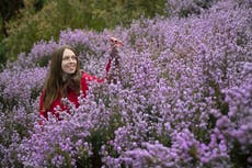 UK to see ‘incredible’ show of spring blossom despite delay by cold snap and snow