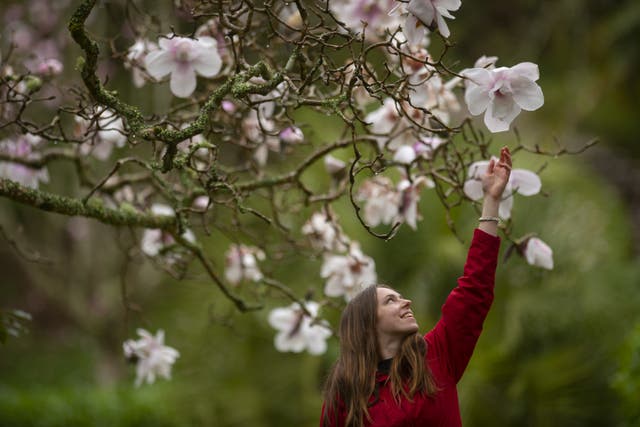 <p>Magnolias come into all their glory in spring</p>