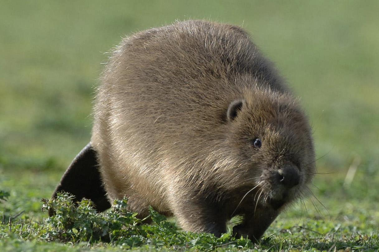 Beavers will be reintroduced in west London (Barry Batchelor/PA)