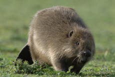 Beavers to be reintroduced in west London to help tackle climate change