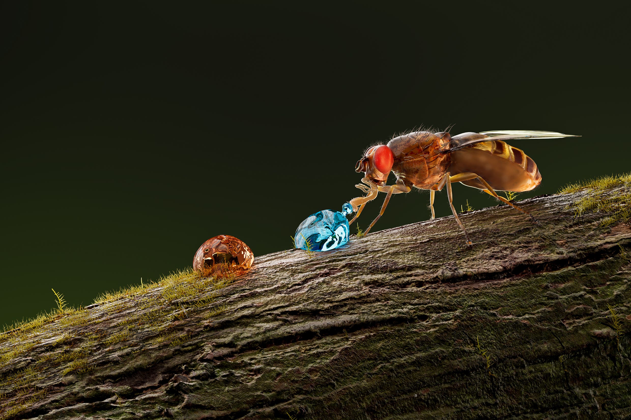 Researchers have identified a new taste in flies (Yali Zhang/Monell Chemical Senses Centre)