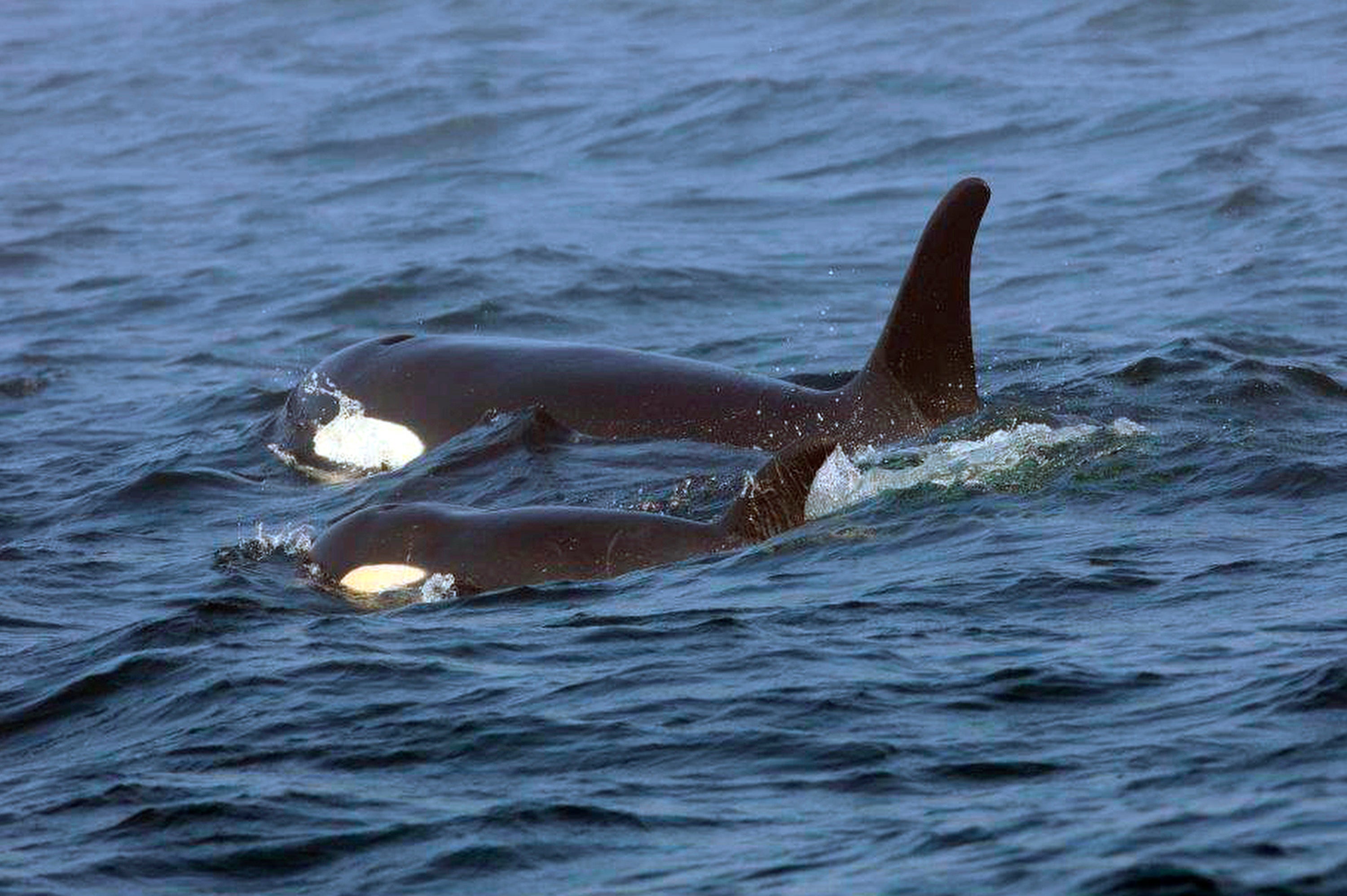 File photo: Orcas swim in the sea