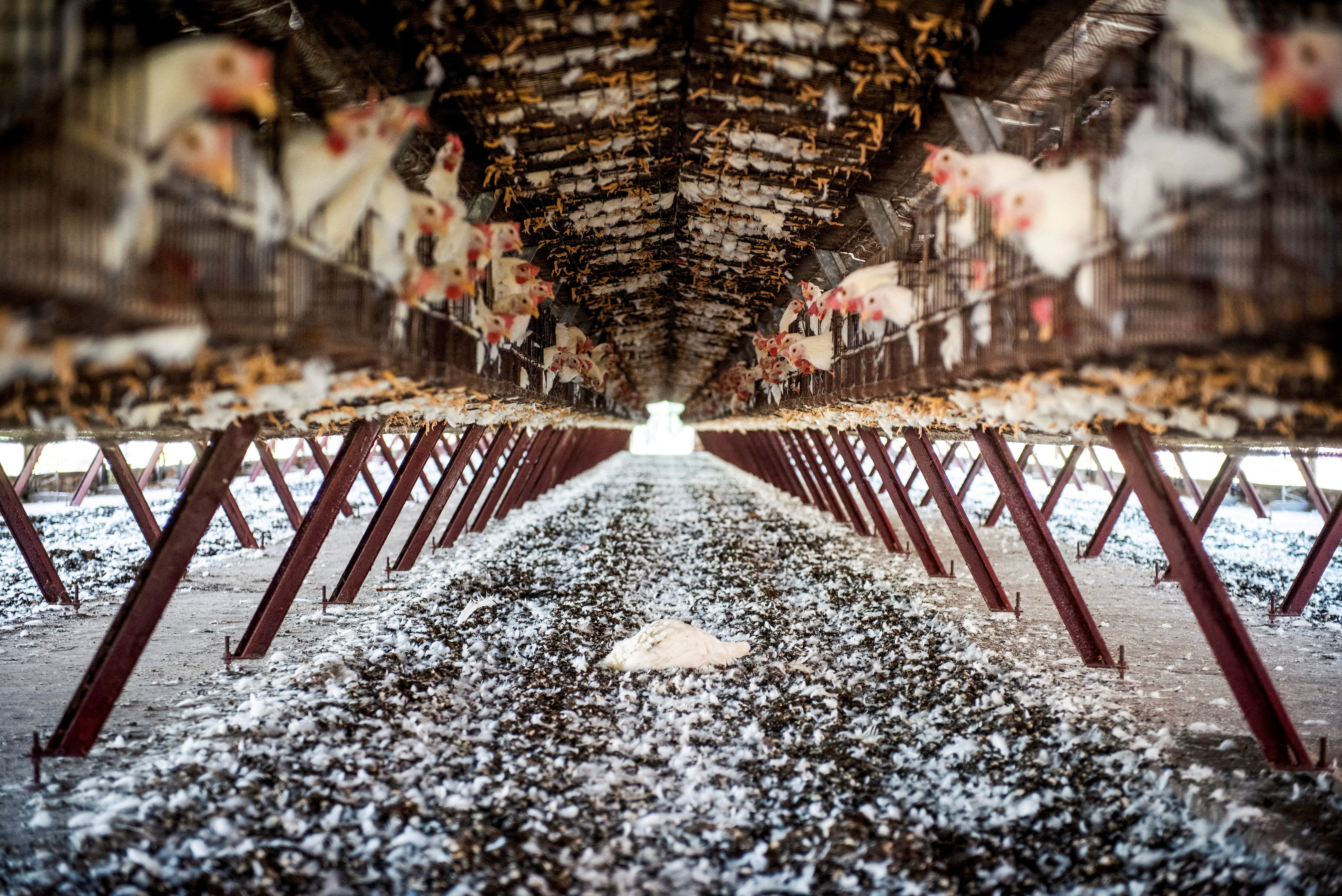 Chickens sit in cages at a farm, as Argentina's government adopts new measures to prevent the spread of bird flu and limit potential damage to exports as cases rise in the region, in Buenos Aires in February