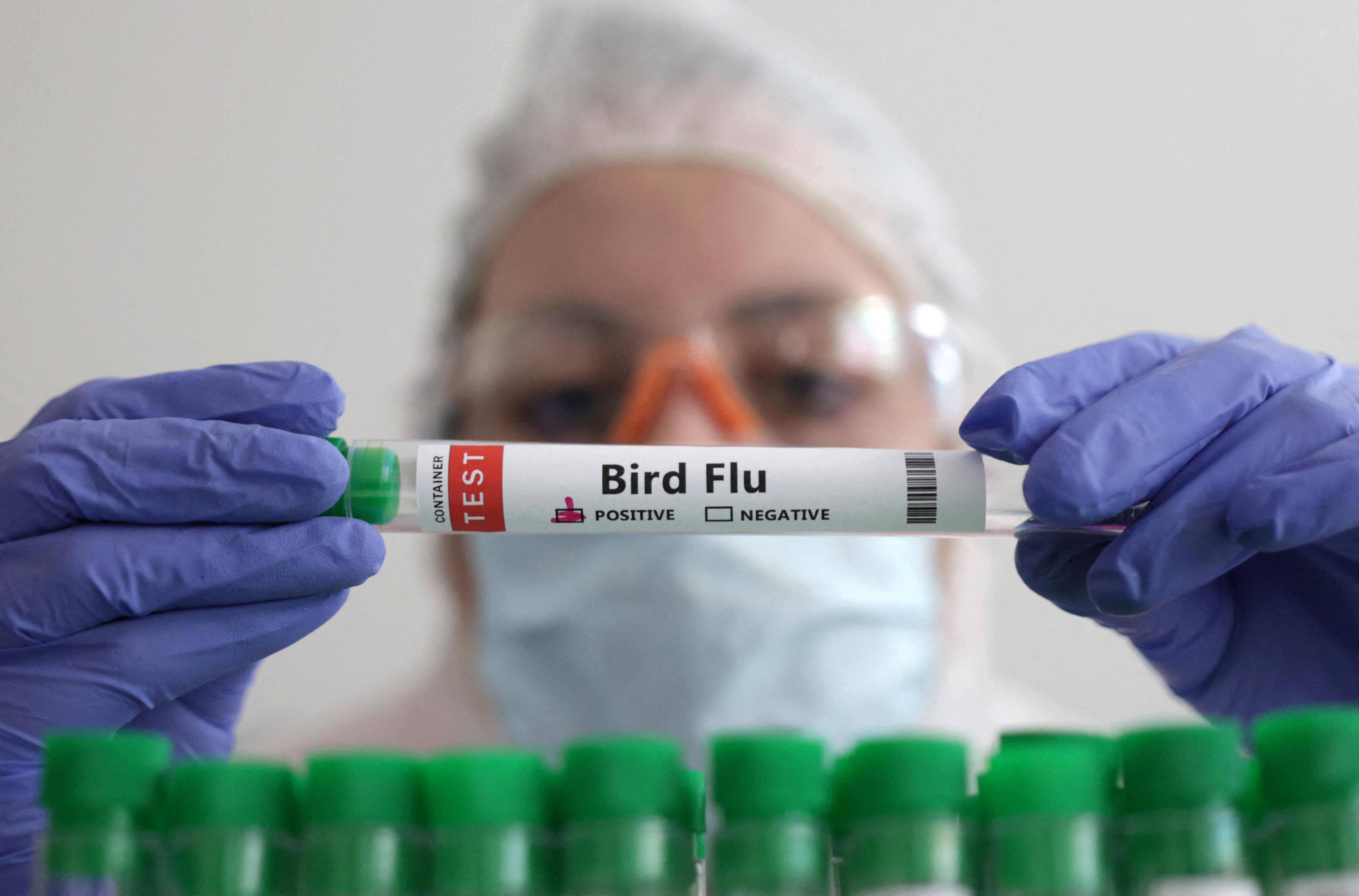 Human cases of bird flu are rare and risk of transmission is low