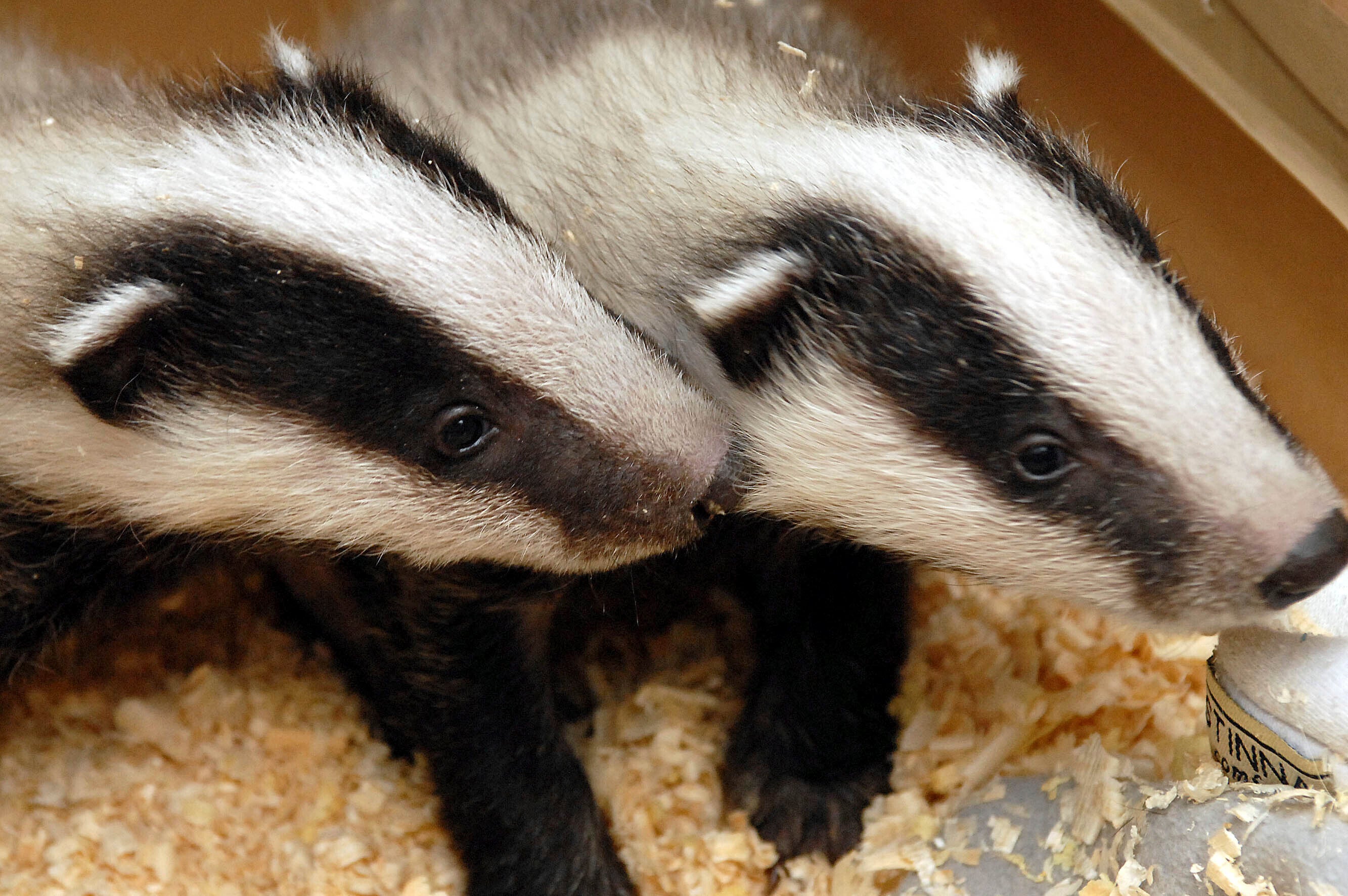 Netherlands Badgers