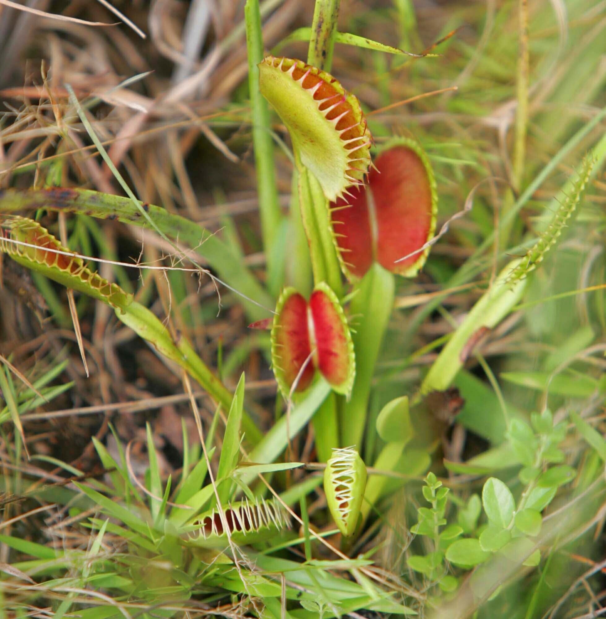 Venus Fly Trap Official Plant