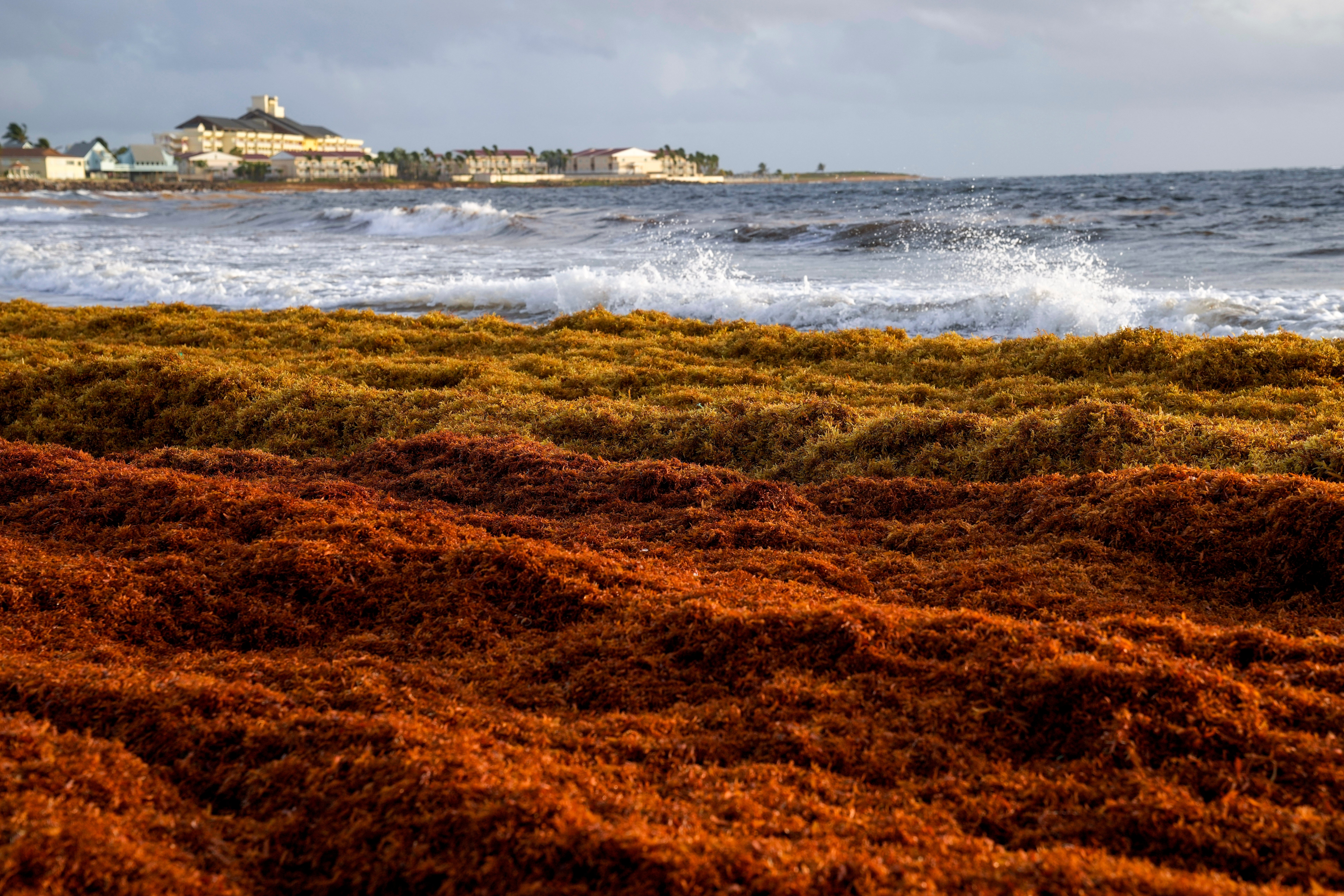 Sargassum Seaweed