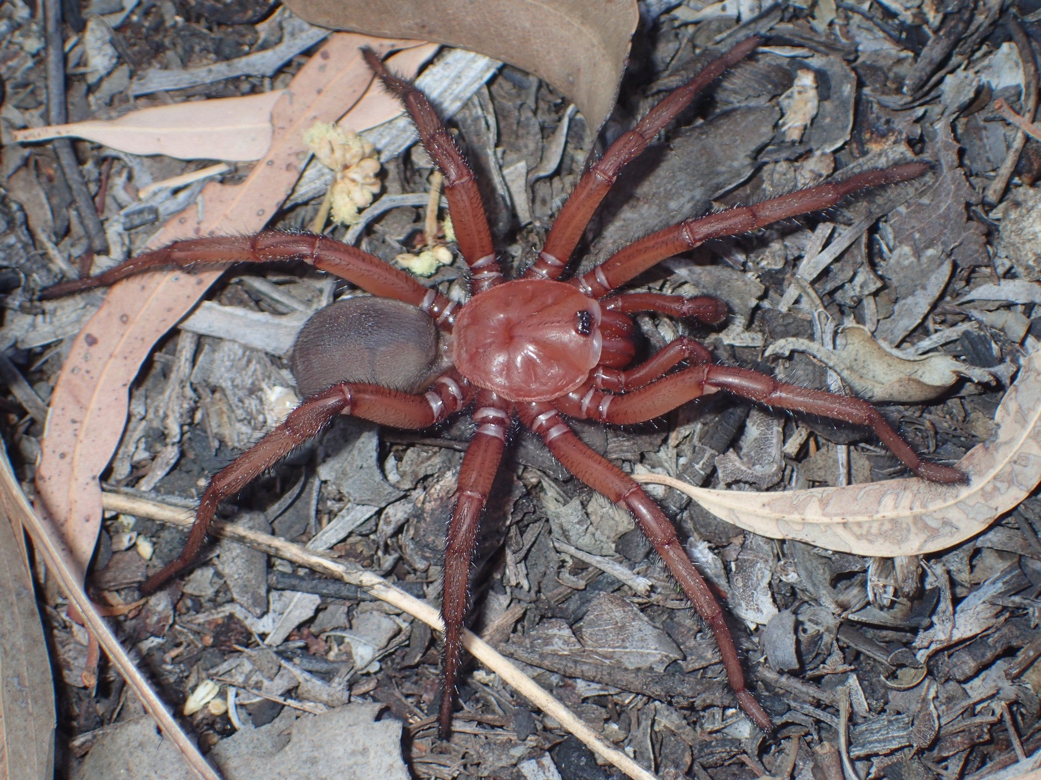 Much of the habitat of trapdoor spiders has been lost due to land clearing