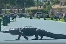 Massive 10-foot-long alligator casually strolls through Florida community