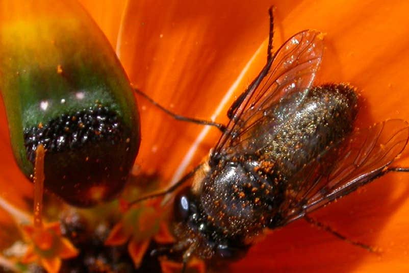 A real fly, right, alongside a fake fly, left (A Ellis/University of Cambridge)