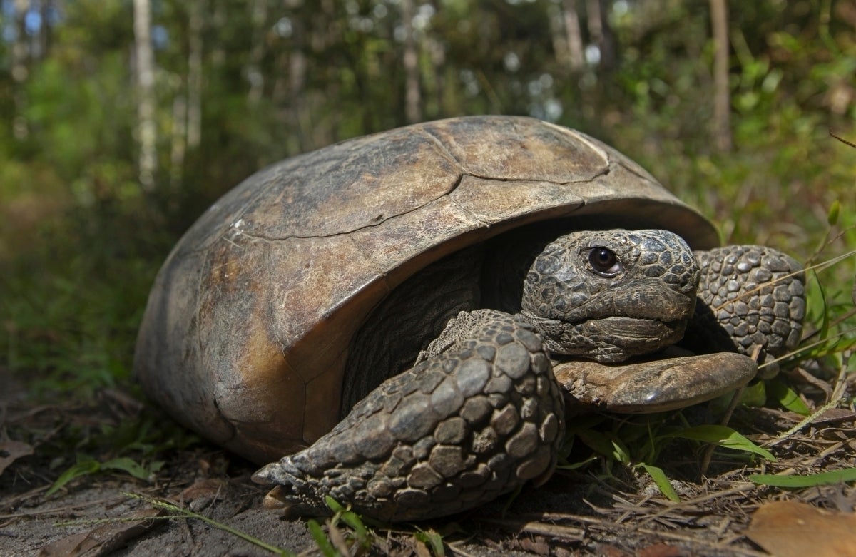 Biden Conservation Forests